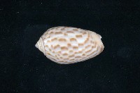 藏品(榧螺)的圖片